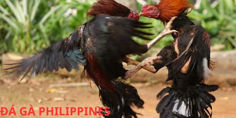 Hình thức này sở hữu tỷ lệ cược thú vị
