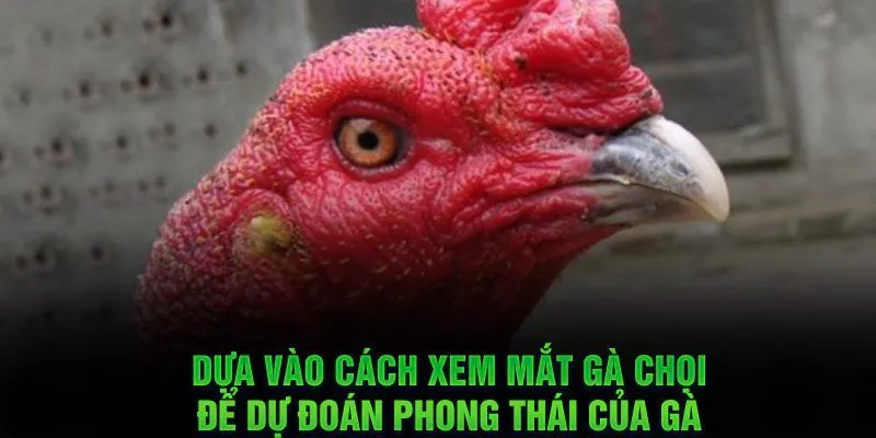 Xem mắt gà chọi dự đoán