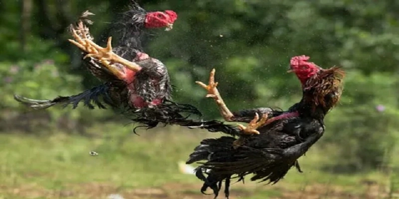 cách chọn tướng gà đá