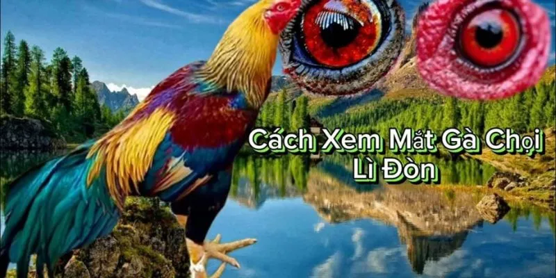Cách xem mắt gà chọi