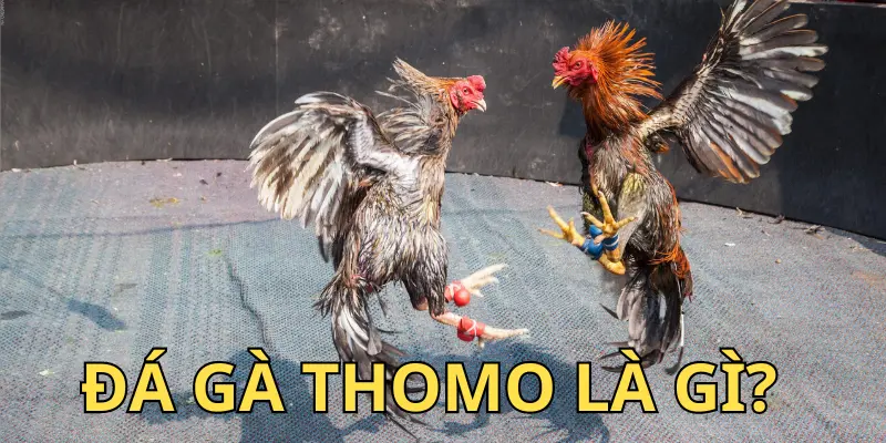 Đá gà Thomo là loại hình cá cược được yêu thích hàng đầu