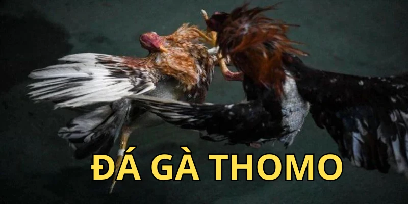 Đá gà thomo