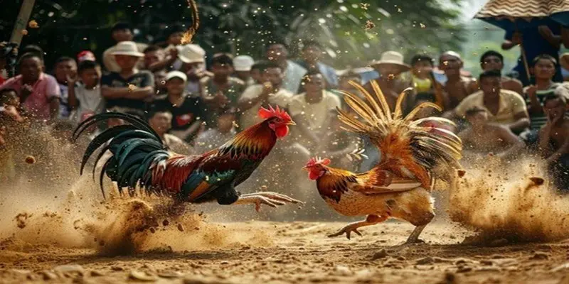 Chơi cá cược các kèo ở đấu trường Thomo để nhận tiền khủng