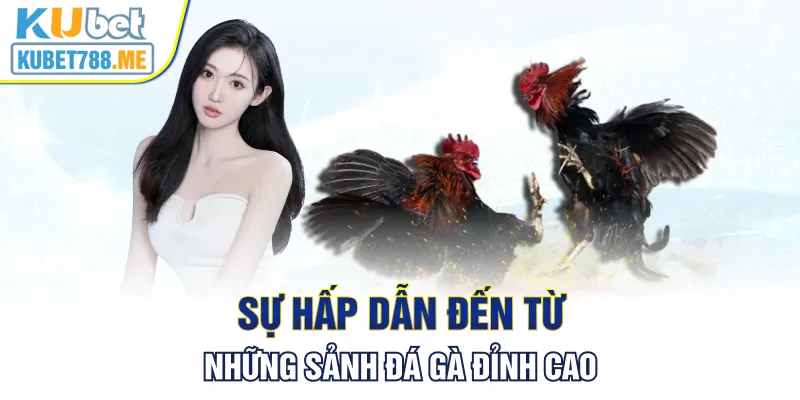 Sự hấp dẫn đến từ những sảnh đá gà đỉnh cao