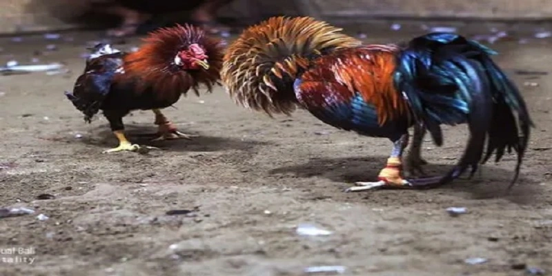 Tầm quan trọng của cách chọn tướng gà đá tốt