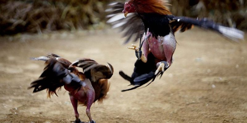 Khám phá ngay bộ môn đầy thú vị